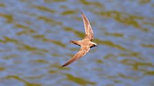 Alpine Swift