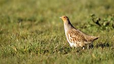 Grey Partridge