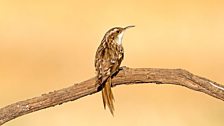 Treecreeper