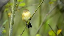 ChiffChaff