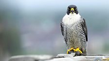 Peregrine