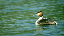 Great Crested Grebe