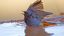 Black Redstart