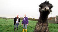 Close-up with an emu