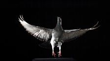 Pigeon take-off