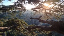 Afternoon view in the canopy