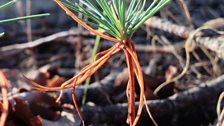 Cedar seedling 2