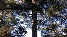 The Atlas Cedar which James climbed