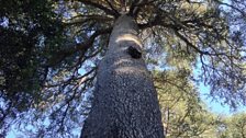 The Giant Atlas Cedar which James Aldred climbed