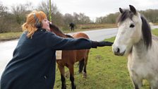 On the common at Litcham, Sophie makes a new friend