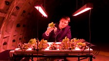 A lettuce crop grown in an underground farm