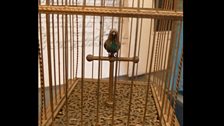 The wind-up bird, at Ravel's house at Montfort l'Amaury