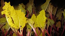 The stalks are deep pink, and the leaves a bright yellow