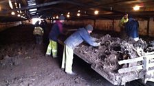 Taking the delicate roots from the outside fields, and planting them in the forcing sheds