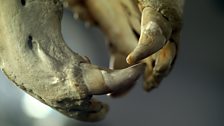 Teeth of a brown bear