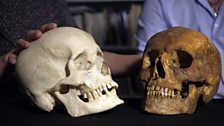 Human jaw evolution