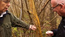 Anne Edwards showing Julian Rush the signs of Ash Dieback