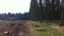 Went Wood trees, standing in stark contrast to the felled area