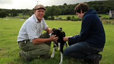 At the sheepdog trials