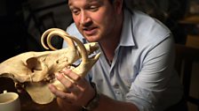 Babirusa skull