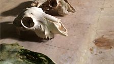 A selection of domestic sheep skulls