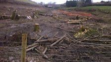 Hemerdon tree felling