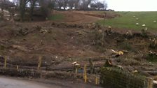 Hemerdon tree felling