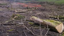 Hemerdon tree felling