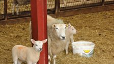 Lambs at Leahurst Farm