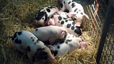 Piglets at Leahurst Farm