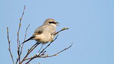 Great Grey Shrike