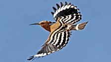 Hoopoe