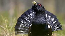 Capercaillie