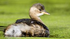 Little Grebe