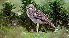 Stone Curlew