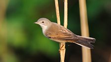 Common Whitethroat