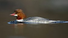 Goosander