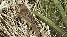 Grasshopper Warbler