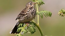 Meadow Pipit (Spring)