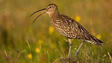 Curlew (spring)