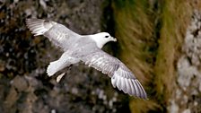 Fulmar