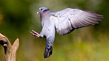 Stock Dove