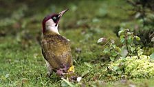 Green Woodpecker