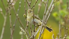 Willow Warbler