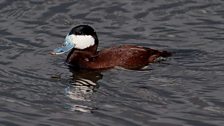 Ruddy Duck