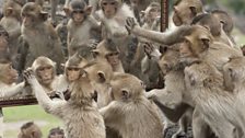 Long-tailed macaques in Thailand investigate their reflection in a mirror