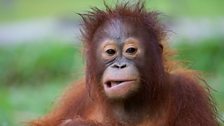 The word ‘orangutan’ means ‘person of the forest’ in local languages