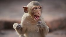 A young long-tailed macaque experiments with dental floss