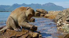 A long-tailed macaque smashes open an oyster using part of a specialist tool kit