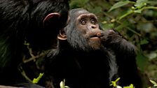 Different chimpanzee communities have different cultural traits